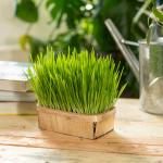 Pour nos animaux - Herbe à Chat (Orge) - BIO - Grand Modèle  - face recto